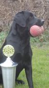 Luna - 1. præmie og pokal åbenklasse Bregentved marts 2012